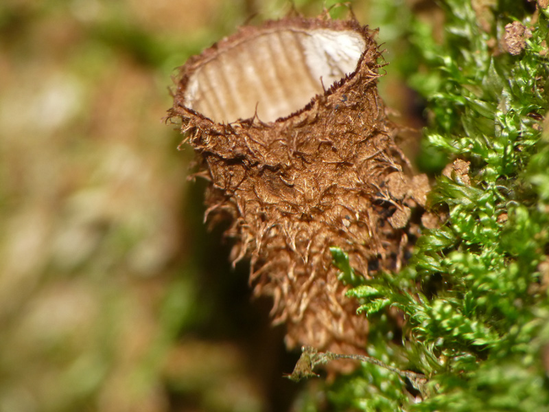 Cyathus striatus